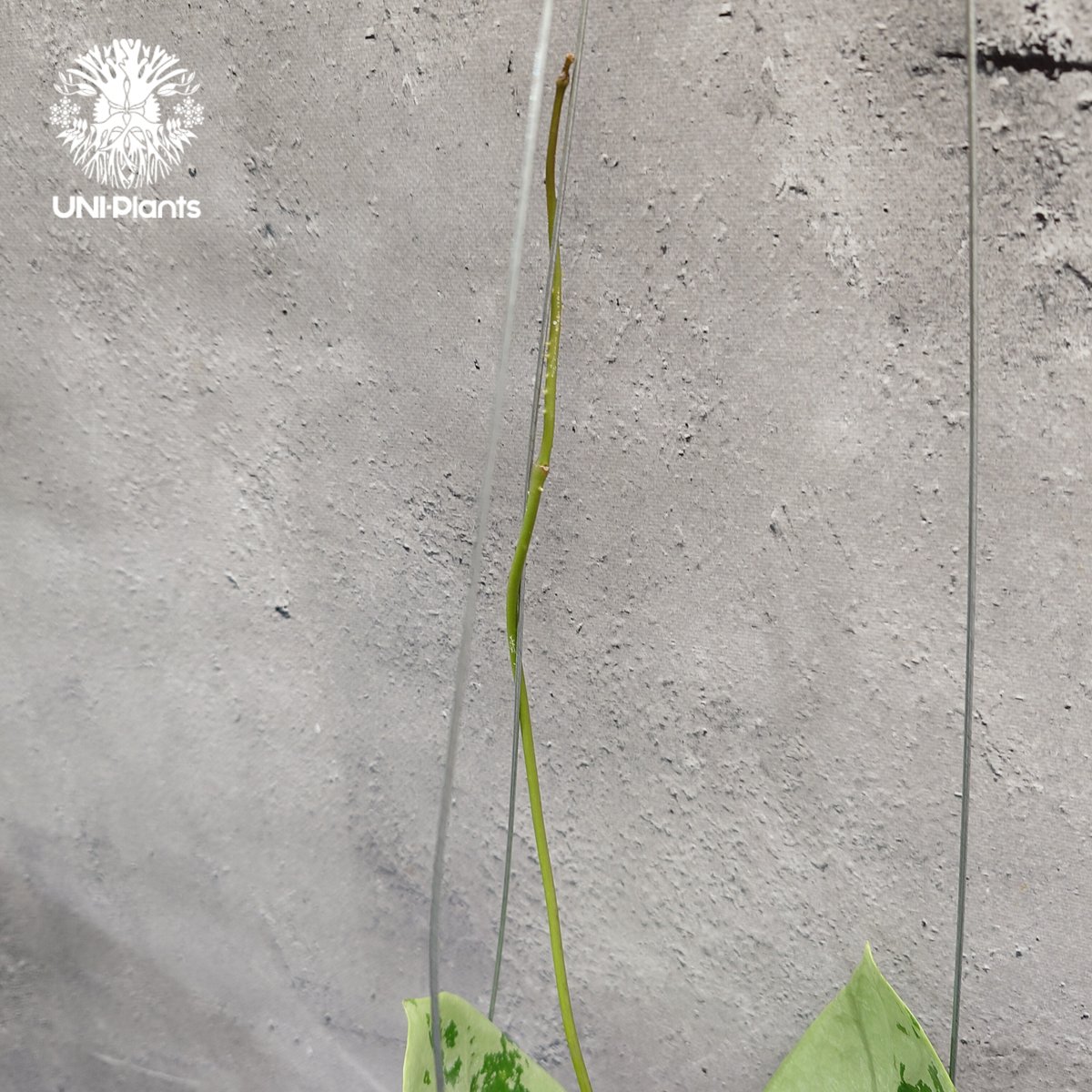 限定1株入荷 Hoya Nervosa jokul ホヤ 希少 ホヤ植物 ホヤの花 珍しい