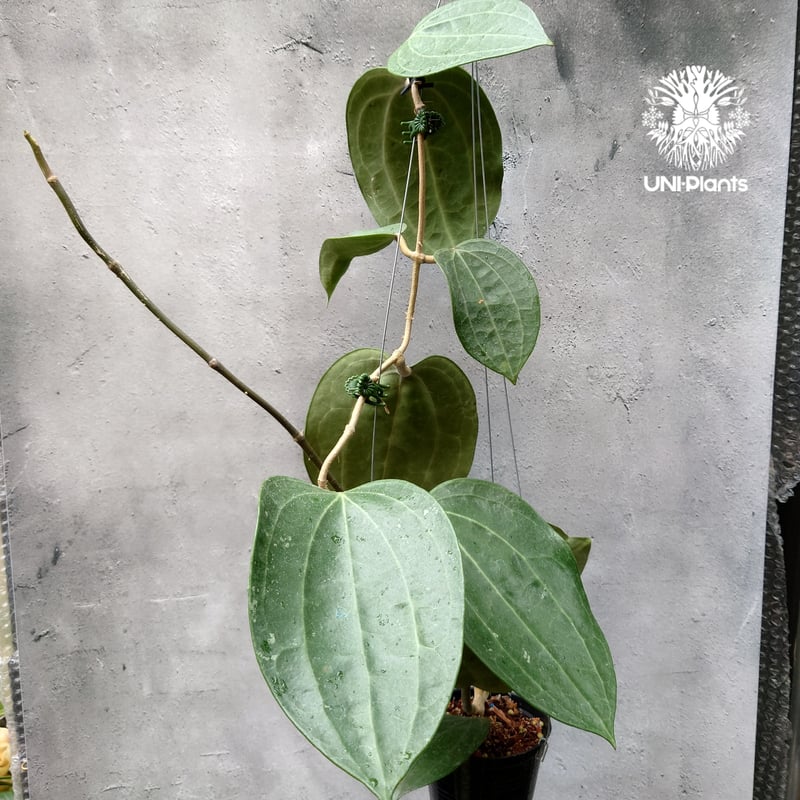 0901ホヤ ＊Hoya ＊ latifolia ＊silver＊ラティシルバー 0901ホヤ ＊Hoya ＊ latifolia ＊silver＊ラティシルバー