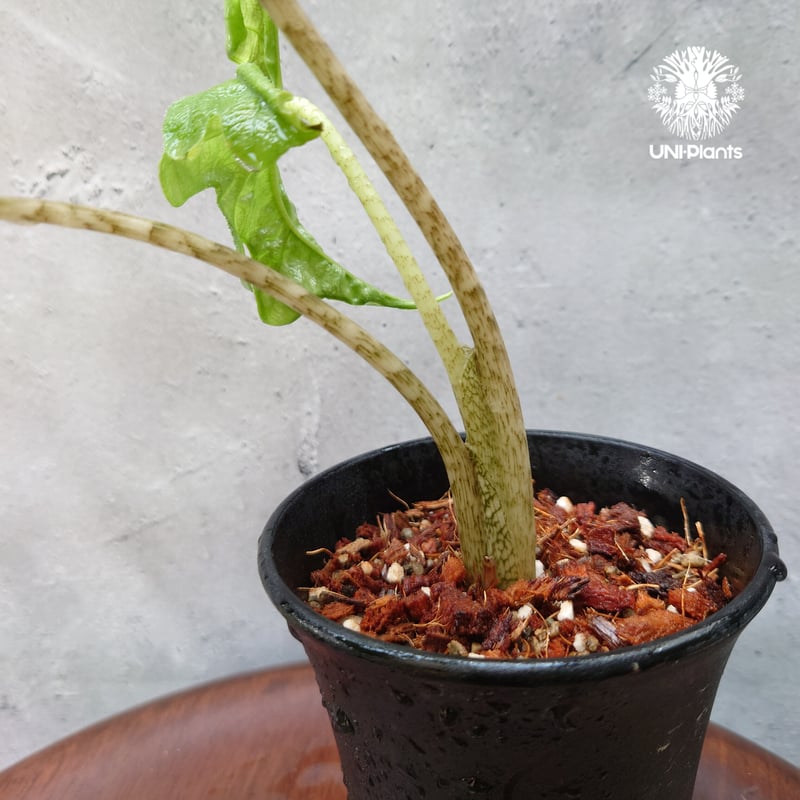 Alocasia jacklyn アロカシア ジャクリン アロカシアジャックリ 観葉