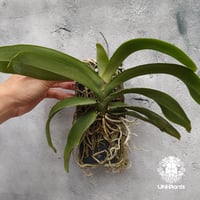 Pomatocalpa spicatum ポマトカルパ スピカタム 着生蘭 着生ラン 蘭の花 Orchid 着生植物