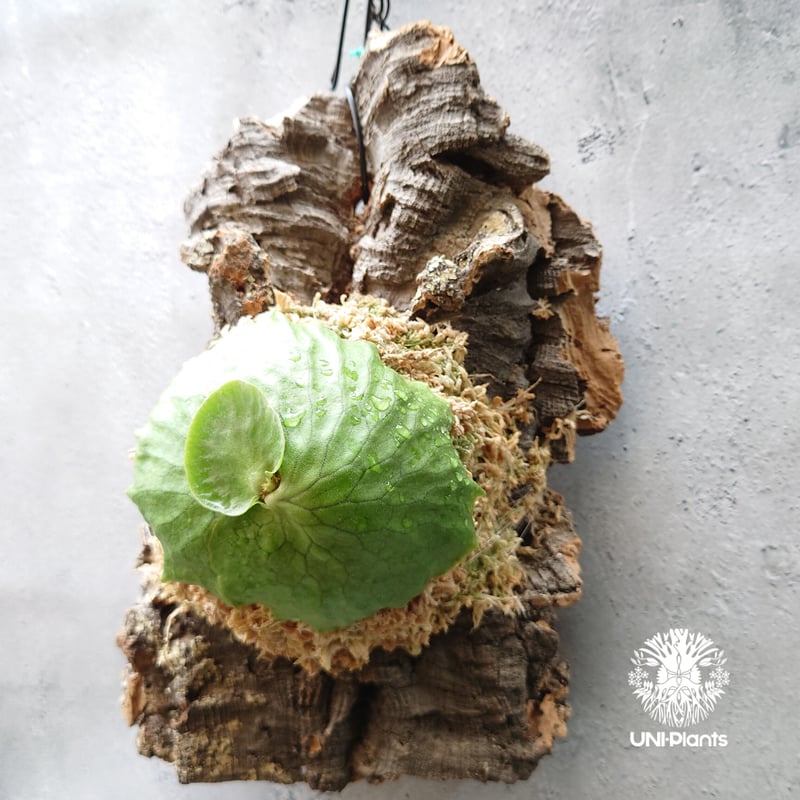 【P.Horne's Surprise 】ビカクシダ　ホーンズサプライズT103 ビカクシダ ホーンズ サプライズ Platycerium 'Horne's Surprise'