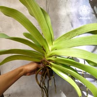 Rhynchostylis gigantea alba リンコスティリス ギガンテア　アルバ（白花）着生蘭 着生ラン orchid 洋蘭 流木着生 インテリア植物 ハンキング植物