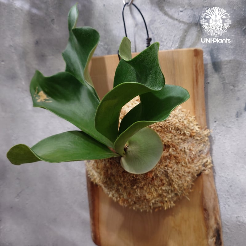 Platycerium hillii cv.Dragon ビカクシダ ヒリードラゴン コウモリ