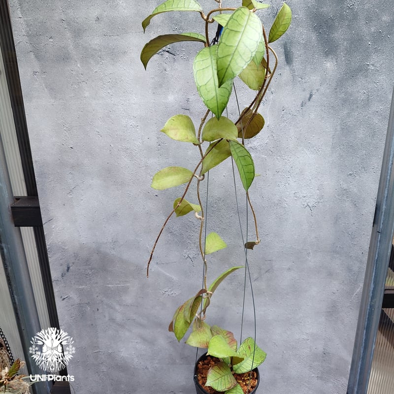 Hoya Gunung gading ホヤ グヌンガディング ホヤ植物 ホヤの花 Hoya p