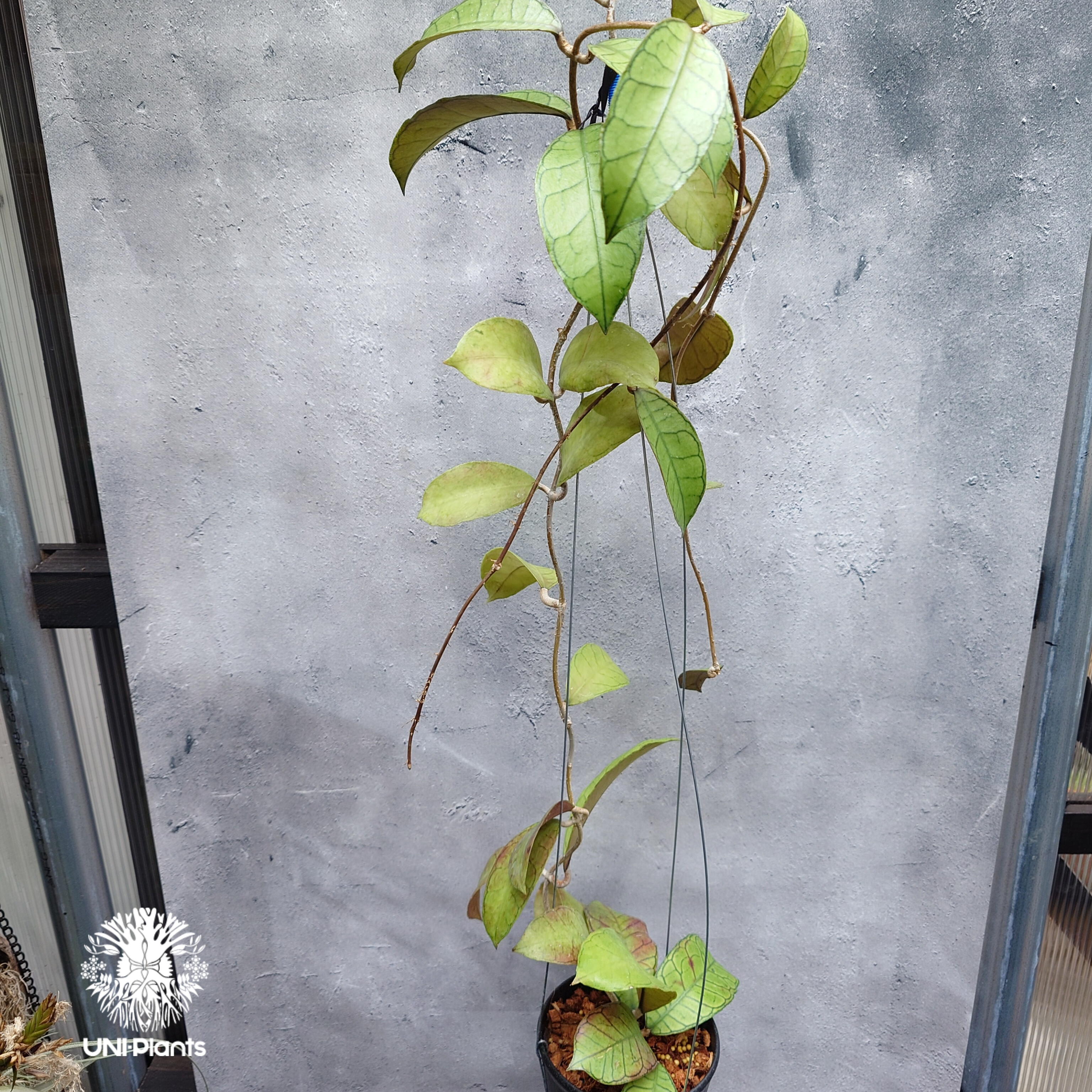 Hoya Gunung gading ホヤ グヌンガディング ホヤ植物 ホヤの花 Hoya p