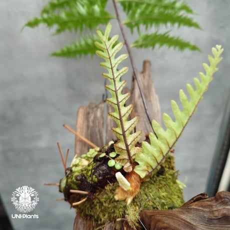 着生植物3種セット 8b19200bf68c2ba25e17d417e23367