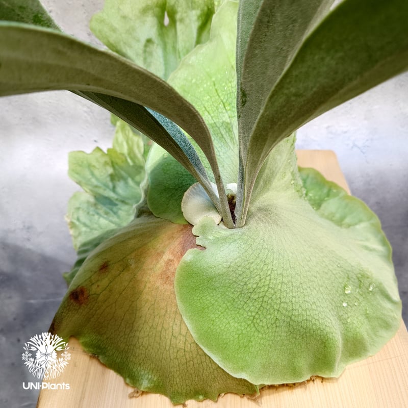 ビカクシダ ヒリー パナマ Platycerium hillii Panama