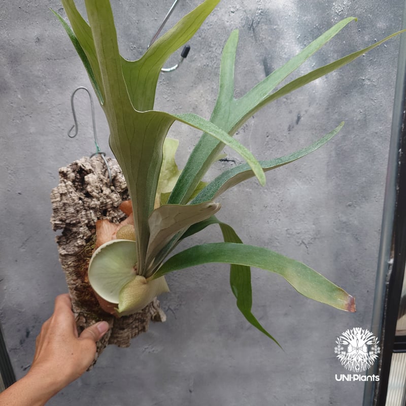 Platycerium Mt.Lewis（pup）ビカクシダ マウントルイス シダ植物