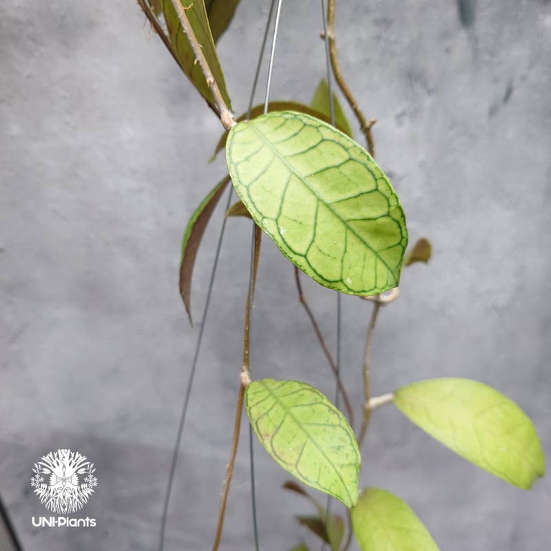 Hoya Gunung gading ホヤ グヌンガディング ホヤ植物 ホヤの花 Hoya p