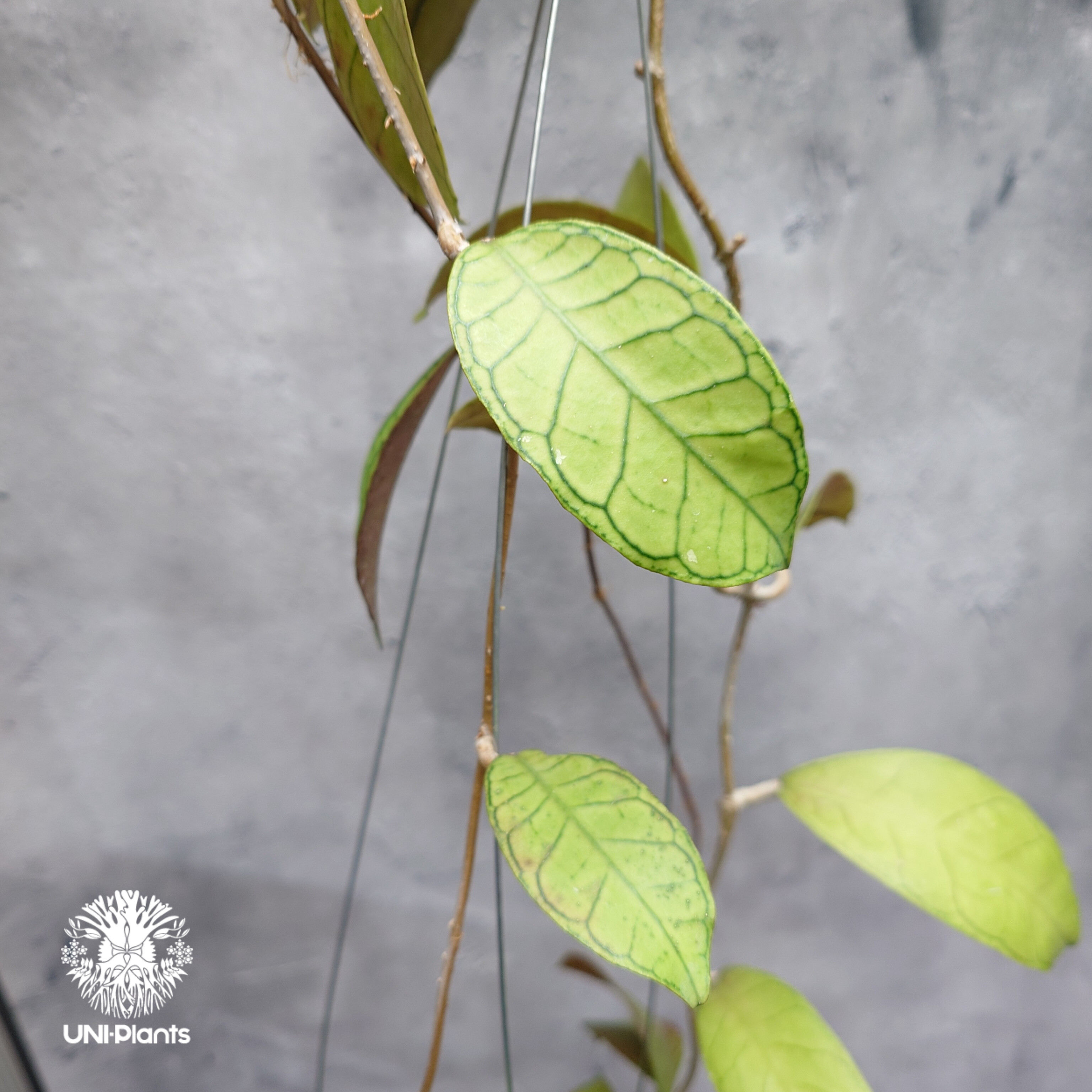 Hoya Gunung gading ホヤ グヌンガディング ホヤ植物 ホヤの花 Hoya p