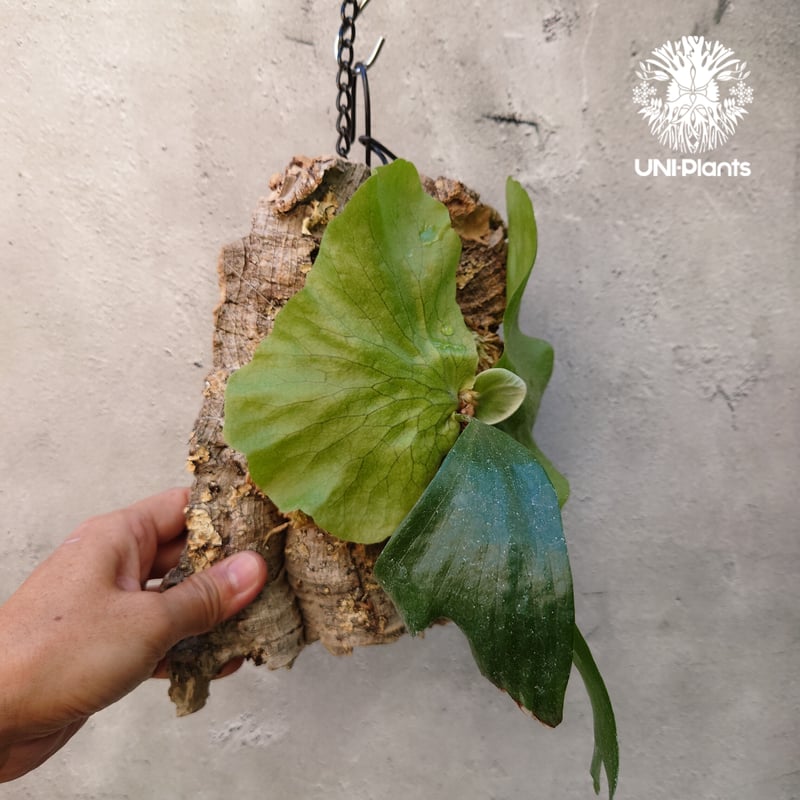 ビカクシダ ステマリア Platycerium stemaria コウモリラン ビカクシダ