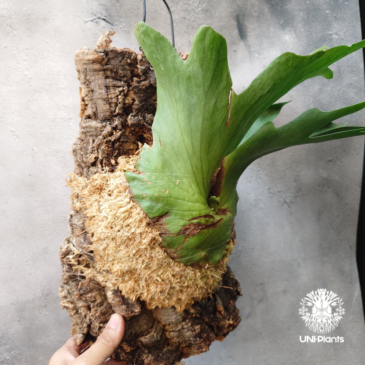 P.holttumii ／ ビカクシダ ホルタミー ビカクシダ ホルタミー P. Holttumii 植物 花 コウモリラン