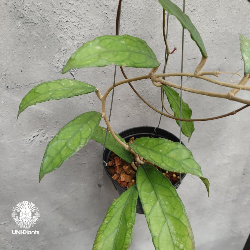 Hoya Aceh (NAP 01) ホヤ 希少 ホヤ植物 ホヤの花 珍しい 希少なホヤ