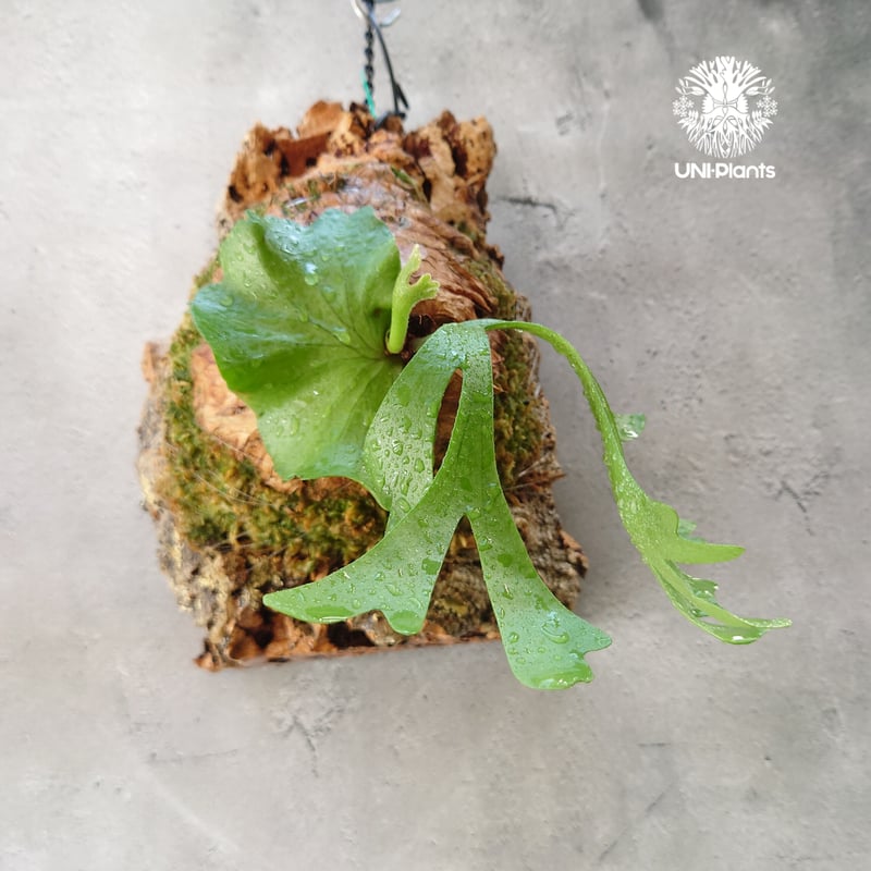 ビカクシダ リドレイ Platycerium ridleyi コウモリラン