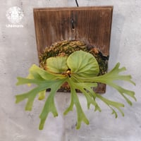 「現品」 リドレイ　ridleyi　国内管理 国内繁殖株・一点物】Platycerium ridleyi | ビカクシダ リドレイ