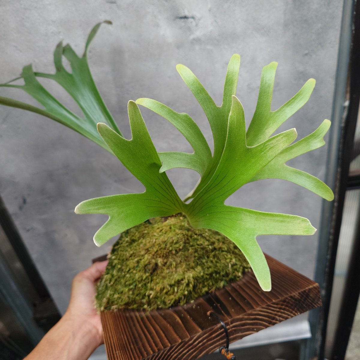 希少種P. coronarium 'Lesasha' 1　コロナリウム　レサシャ 希少種P. coronarium 'Lesasha' 1 コロナリウム レサシャ P