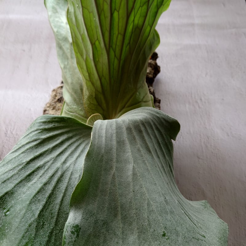 専用　エレファントティス　子株もたくさん エレファントティス 子株 | ビカクシダ｜ホタテの観葉植物日記