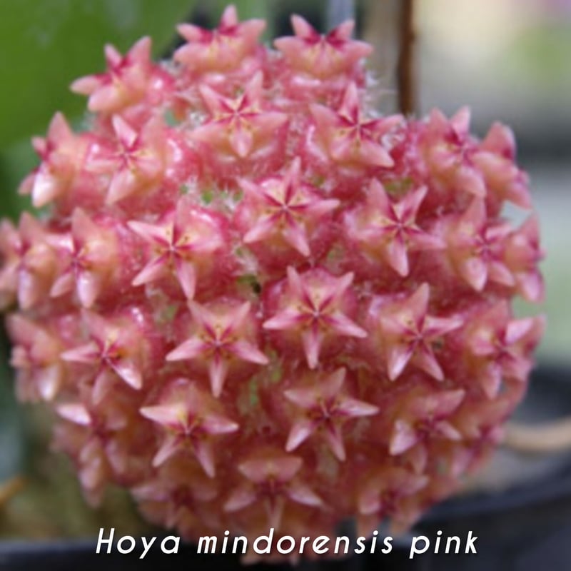 0451 ＊ ホヤ ＊ Hoya ＊ ミンドレンシス ＊ ライラック 0451 ＊ ホヤ ＊ Hoya ＊ ミンドレンシス ＊ ライラック