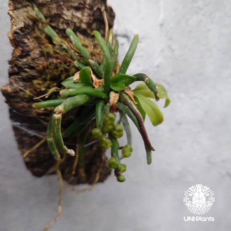 Chiloschista parishii `Nakornpanom`キロスキスタ パリシー `ナコンパノム` 着生植物 珍しい 着生蘭 着生ラン 無葉蘭 珍奇植物 インテリア植物 ハンキング植物