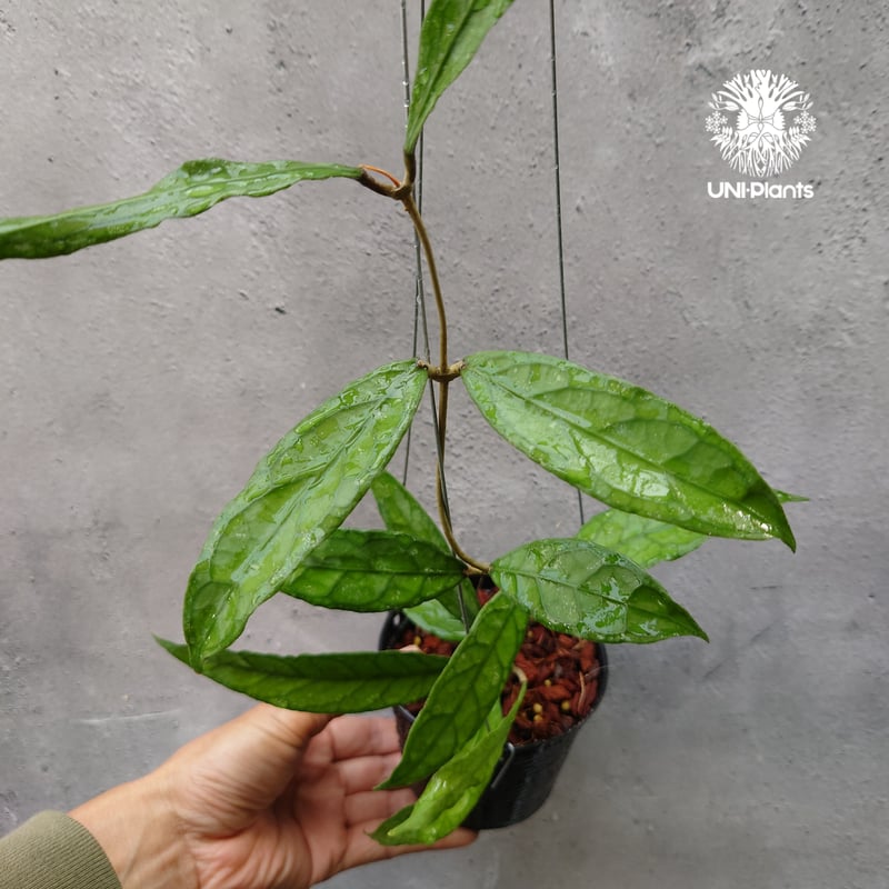 希少種　レア　ホヤ　Hoya coxanh001 ③サクララン 希少種 レア ホヤ Hoya coxanh001 ③サクララン - メルカリ