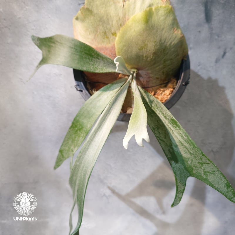 国内繁殖株・一点物】Platycerium bifurcatum 'white' ｜ビカ