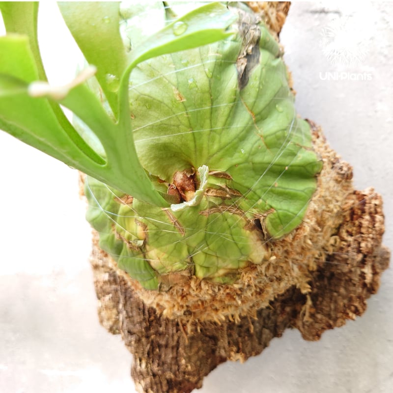 ビカクシダ リドレイ Platycerium ridleyi コウモリラン