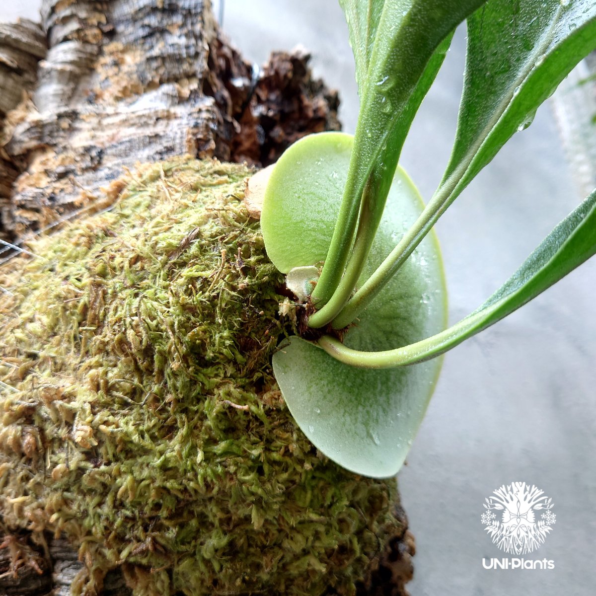 【P.hillii Kraken】ビカクシダ P.hillii Kraken】ビカクシダ