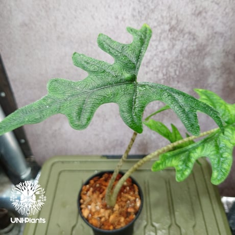 Alocasia jacklyn アロカシア ジャクリン アロカシアジャックリン 観葉植物 珍奇植物  希少 珍しい インテリア植物 アロイド