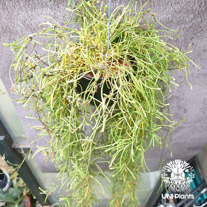 Hoya Retusa ホヤ レツーサ ボリュームビックサイズ!! ホヤ 植物