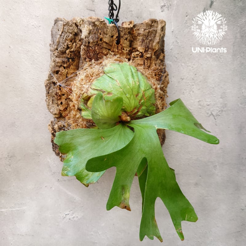 ビカクシダ リドレイ Platycerium ridleyi コウモリラン ビカクシダ