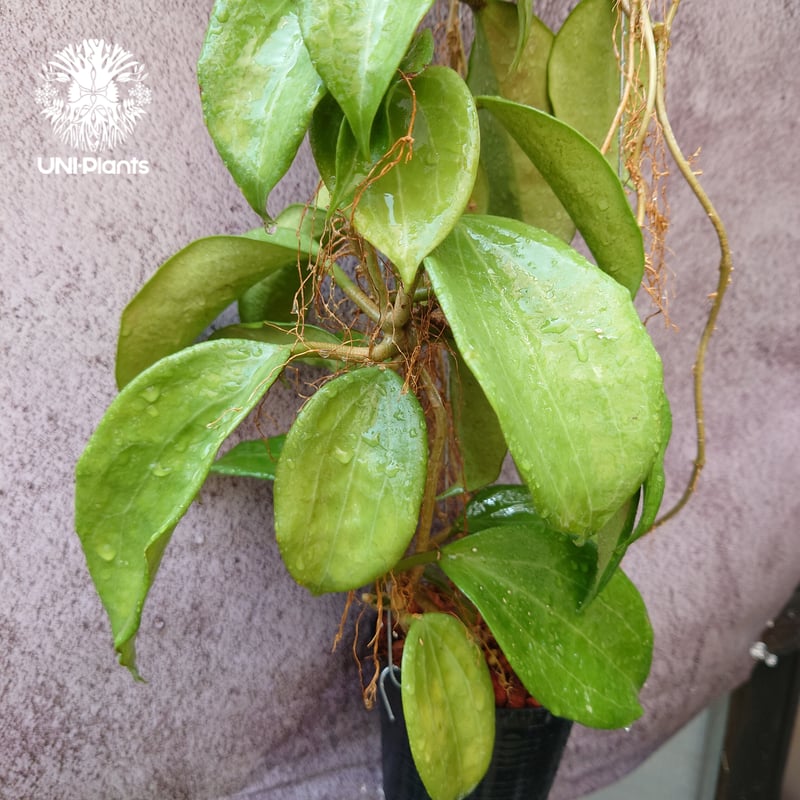 ホヤ CVチョーク抜き苗 ホヤ チョーク苗 - メルカリ