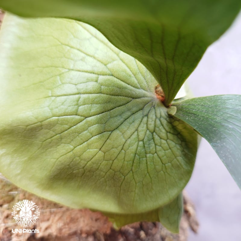 Platycerium hillii×wandae ビカクシダ ヒリー×ワンダエ コウモリラン