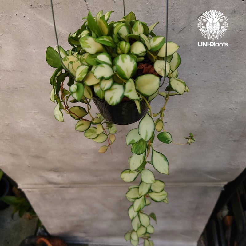 ホヤ ヘウスケリアナ バリエガータ Hoya Heuschkeliana variegata