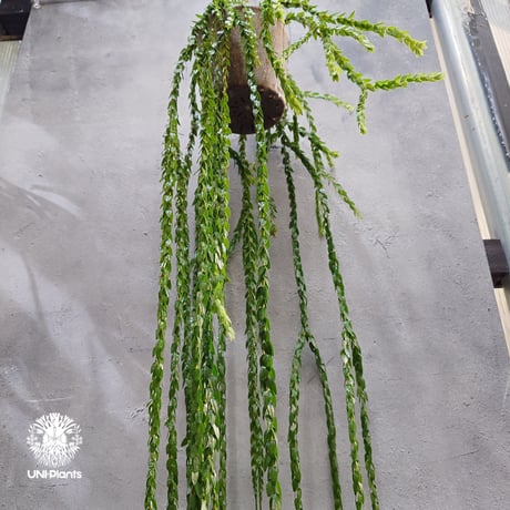 Huperzia spp. フペルジア  Phlegmariurus (フレグマリウルス) 観葉植物 珍奇植物 植物 着生植物 インテリア植物 珍しい シダ植物