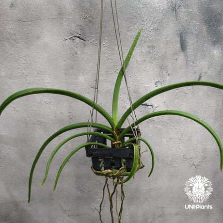 【タイ直輸入・希少】着生ラン ホルコグロッサム キンバリアナム × リンコスティリス ギガンテア｜Holcoglossum kimballianum x Rhynchostylis gigantea