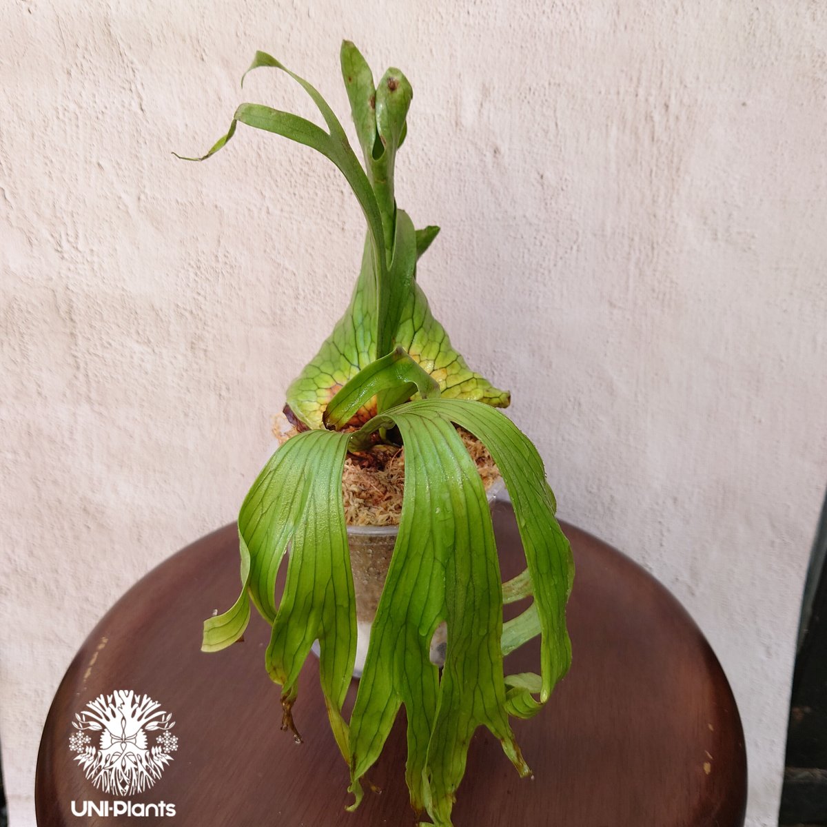 板付　観葉植物♪ 親株サイズの完成株♫〖ビカクシダ・コロナリウム〗 コロナリウム 板付 大株 大株です！ ビカクシダ『コロナリウム