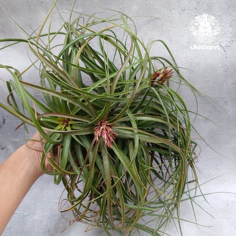 Tillandsia brachycaulos x concolor チランジア・ブラキカウロス×コンコロール Tillandsia  エアープランツ エアプランツ ティランジア