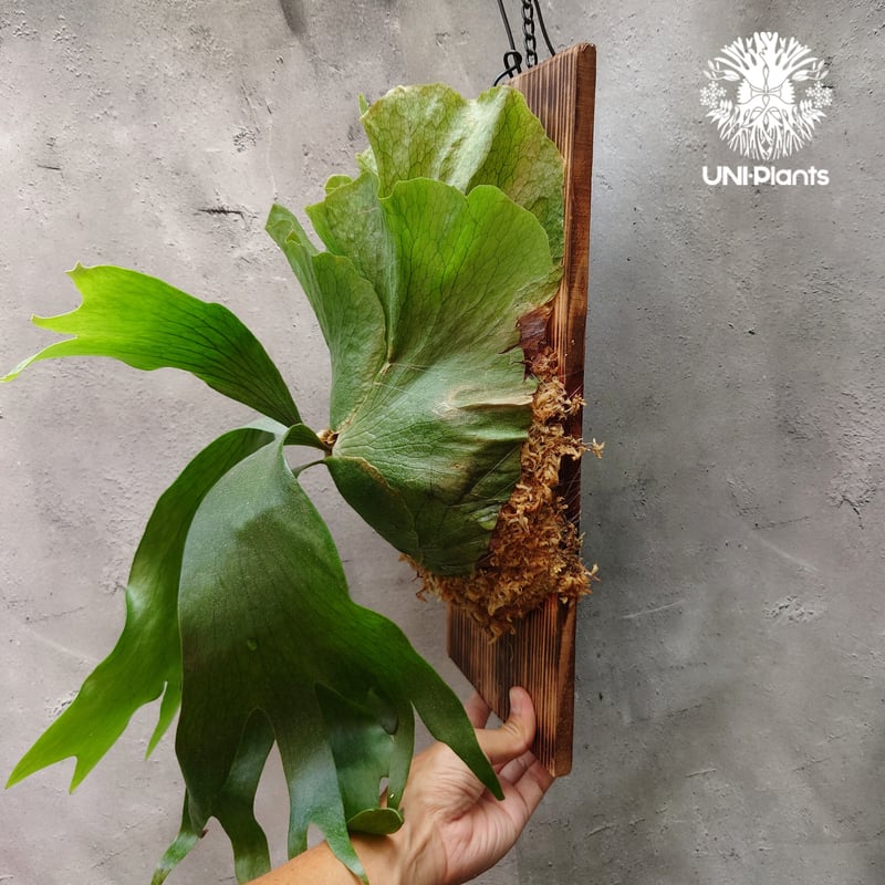 ビカクシダ　ヒリー　コウモリラン 園芸ネット本店｜ビカクシダ（コウモリラン）：ヒリー スポア#5 6号