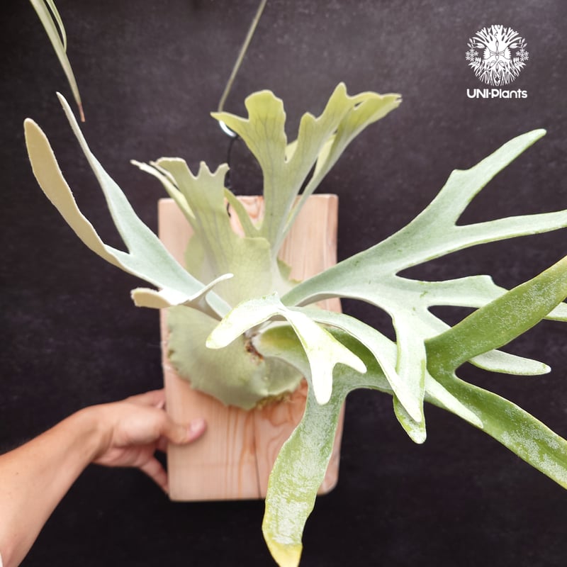 Platycerium pewchan compact ビカクシダ ピューチャン