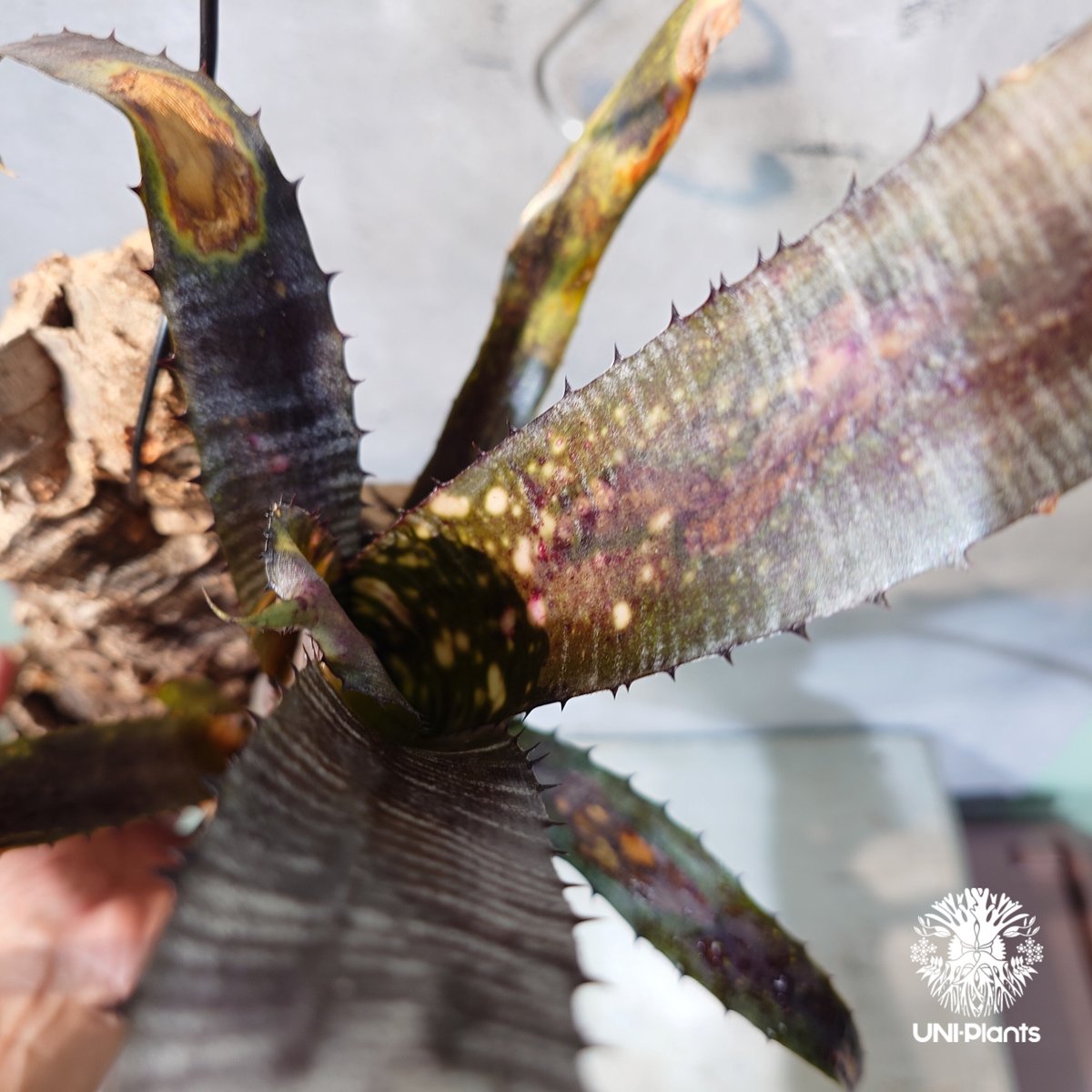 国内繁殖株・一点物】 Billbergia 'Pipeline' ｜ビルベルギア