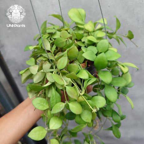 【タイ直輸入】ホヤ ヘウスケリアナ ピンク｜珍品・着生植物・つる性植物｜Hoya Heuschkeliana pink