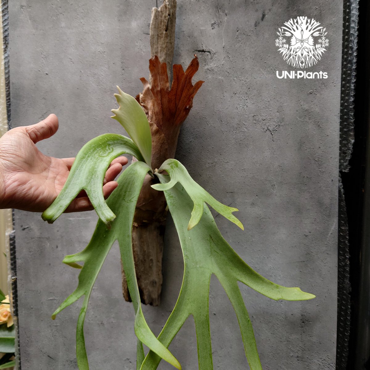 ビカクシダ ウィリンキーcv.インドネシア Platycerium willinckii cv