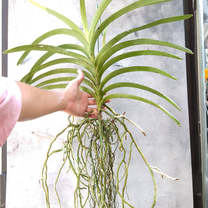 洋蘭 原種 Rhy. retusa 開花株 洋蘭 原種 Rhy. retusa 開花株（花芽付き）