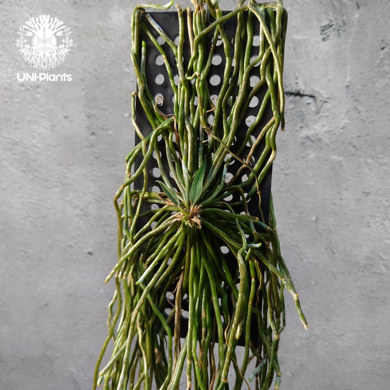 Chiloschista spp. Suphanburi キロスキスタ `スパンブリ` 着生