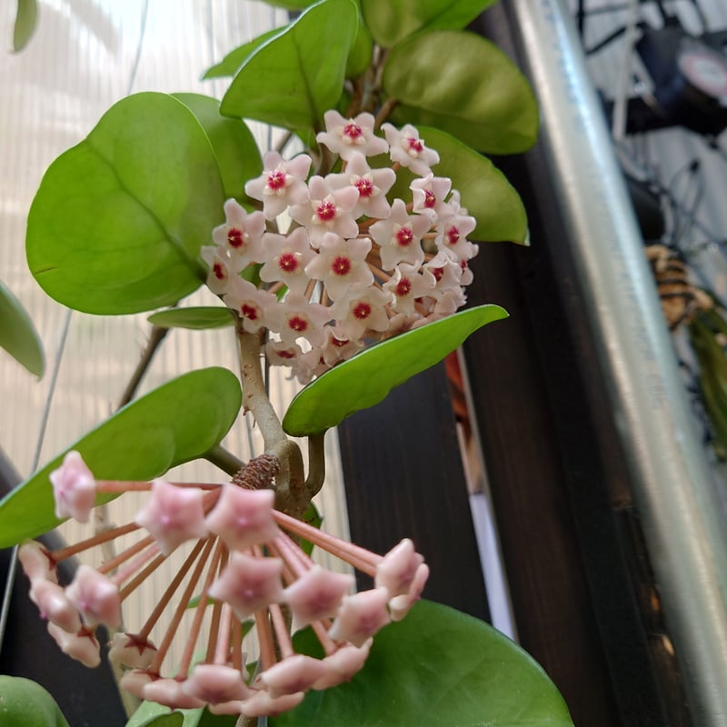 ホヤ カルノーサ クリンクル8 サクララン ホヤ植物 植物 珍奇
