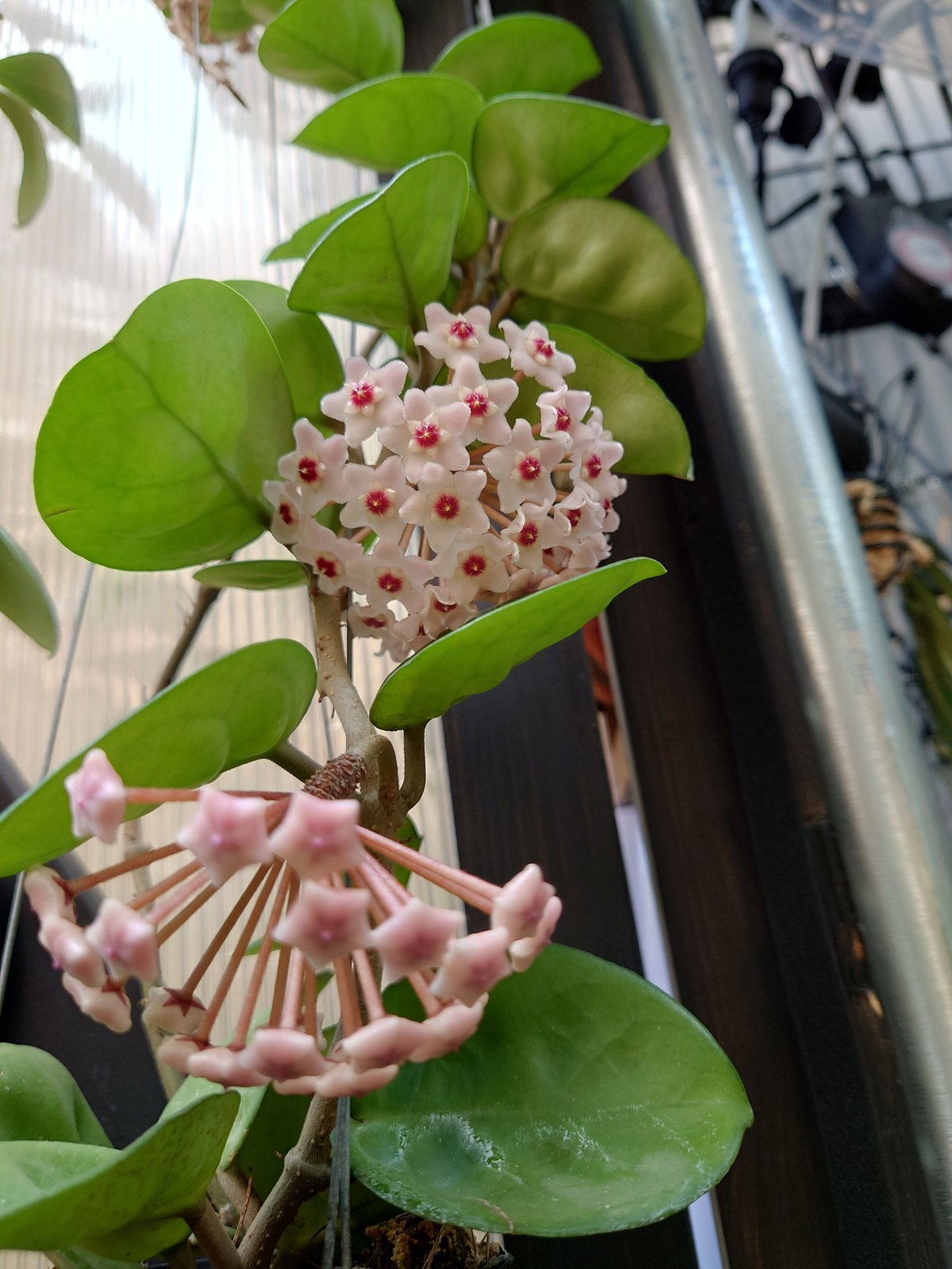 珍種　レア　ホヤ IM08 サクララン 珍種 レア ホヤ IM08 サクララン