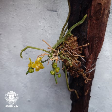 Chiloschista parishii `Nakornpanom` キロスキスタ パリシー `ナコンパノム` 着生植物 珍しい 着生蘭 着生ラン 無葉蘭 珍奇植物 インテリア植物 ハンキング植物