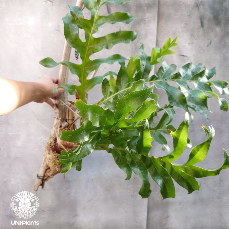 観葉植物 ドリナリア ワイルド山採り・ビカクシダ・NO'A