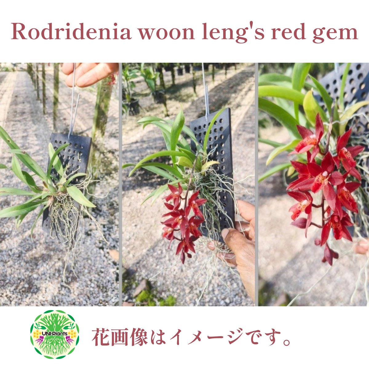 Rodridenia Woon Leng's Red Gem ロドリデニアウーンレングスレッド