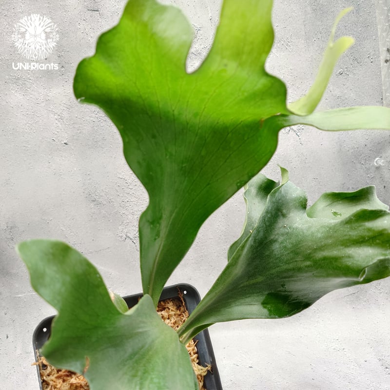 ビカクシダ ヒリーcv.ドラゴン night fury ナイトフーリー Platycerium hillii 'Dragon Fury' ビカクシダ ヒリー 'ドラゴ